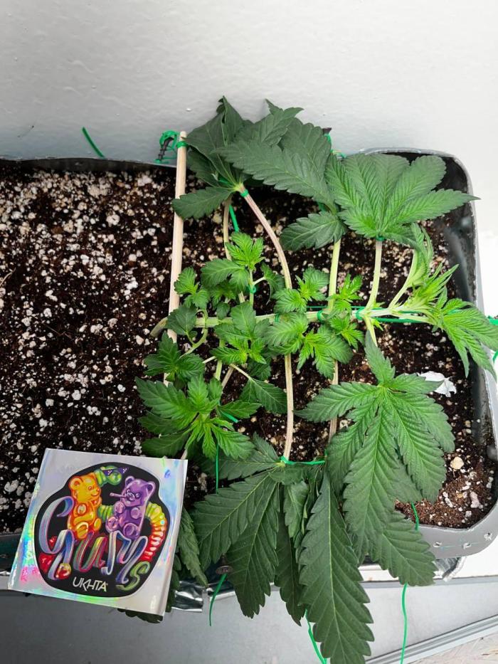 Репот на Gums от UKHTA420. Week 3 - 21 от каски