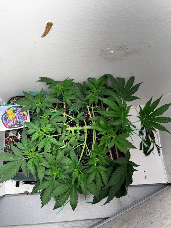 Репот на Gums от UKHTA420. Week 4 - 28 день от каски