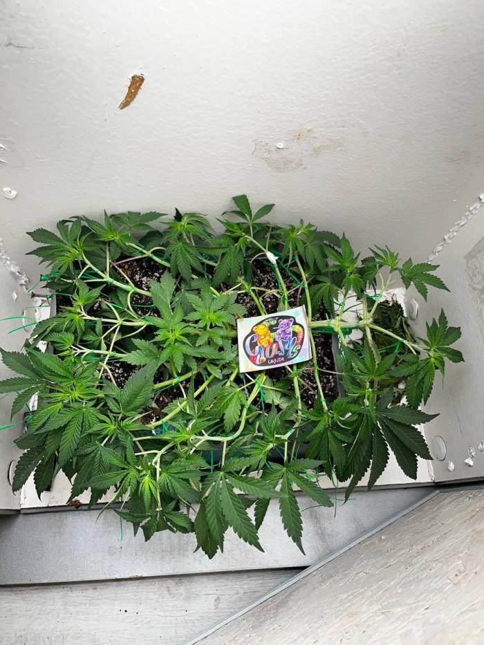 Репот на Gums от UKHTA420. Week 5 - 35 день от каски