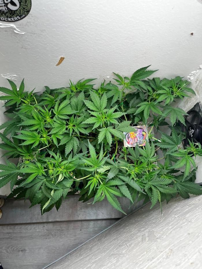 Репот на Gums от UKHTA420. Week 6 - 42 дня от какси