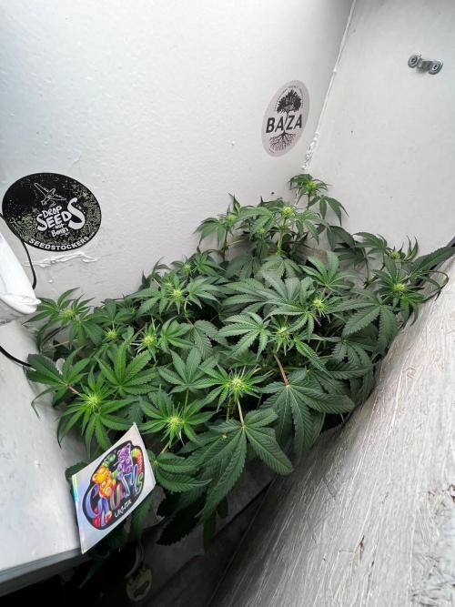 Репот на Gums от UKHTA420. Week 7 - 50 дней от каски