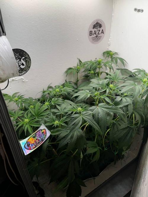 Репот на Gums от UKHTA420. Week 7