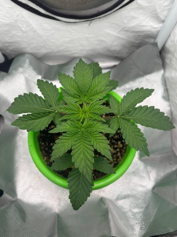 Репорт на Jam от UKHTA420. Week 2 - 14 дней от каски