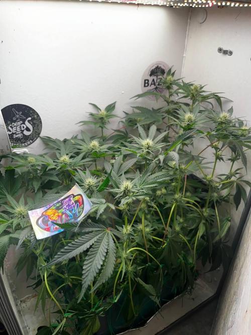 Репот на Gums от UKHTA420. Week 8 - 57 дней от каски