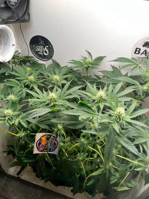 Репот на Gums от UKHTA420. Week 8