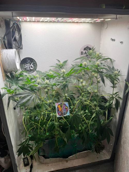 Репот на Gums от UKHTA420. Week 8