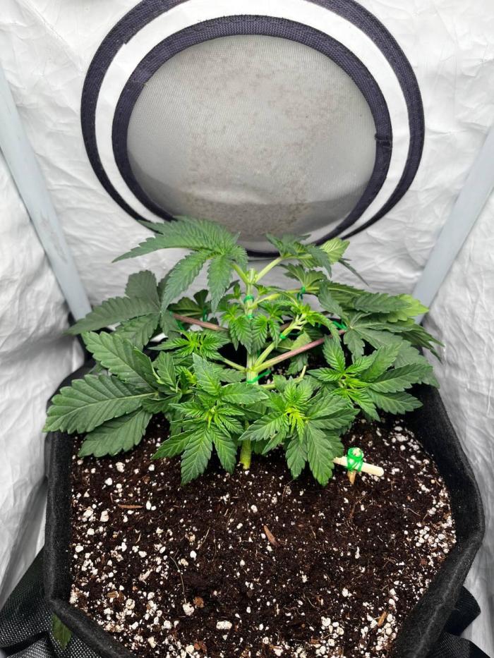 Репорт на Jam от UKHTA420. Week 3 - 21 день от каски