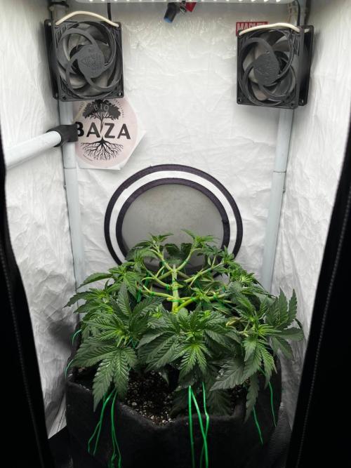 Репорт на Jam от UKHTA420. Week 4 - 28 дней от каски