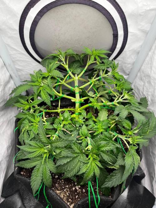 Репорт на Jam от UKHTA420. Week 4