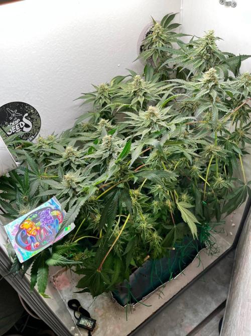 Репот на Gums от UKHTA420. Week 10 - 71 день от каски