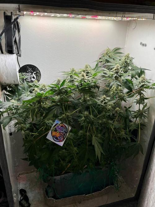 Репот на Gums от UKHTA420. Week 10