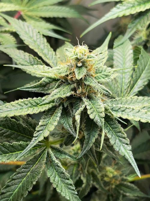 Репот на Gums от UKHTA420. Week 10