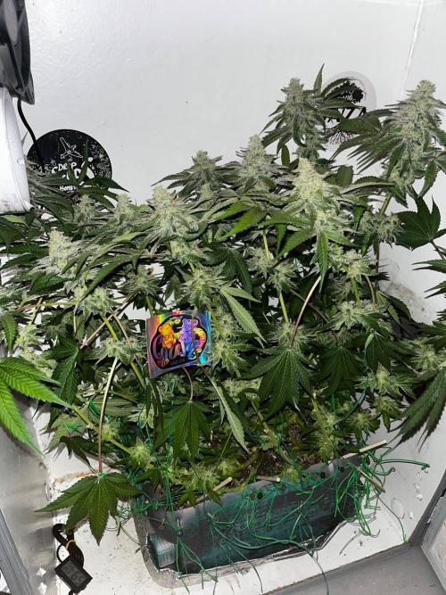 Репот на Gums от UKHTA420. Week 12 - 85 дней от каски