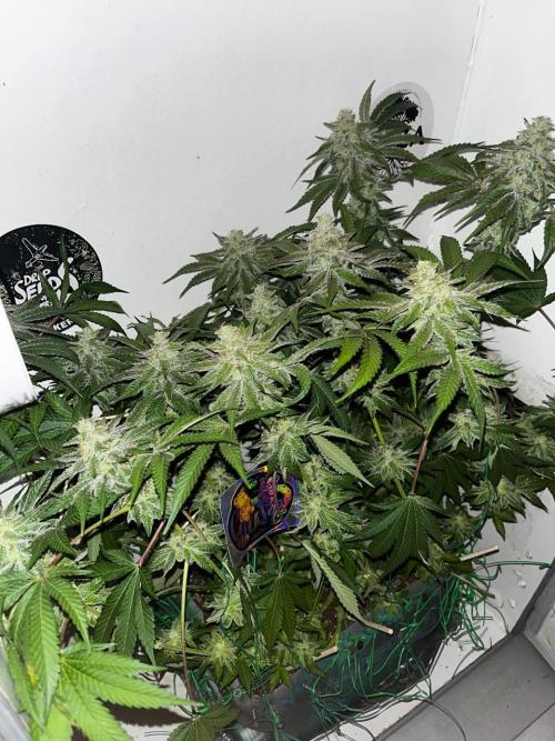 Репот на Gums от UKHTA420. Week 12