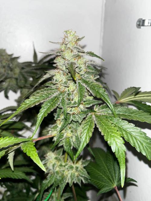 Репот на Gums от UKHTA420. Week 12