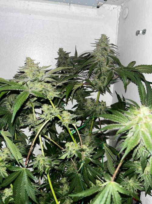 Репот на Gums от UKHTA420. Week 12