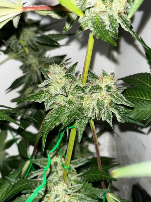 Репот на Gums от UKHTA420. Week 12