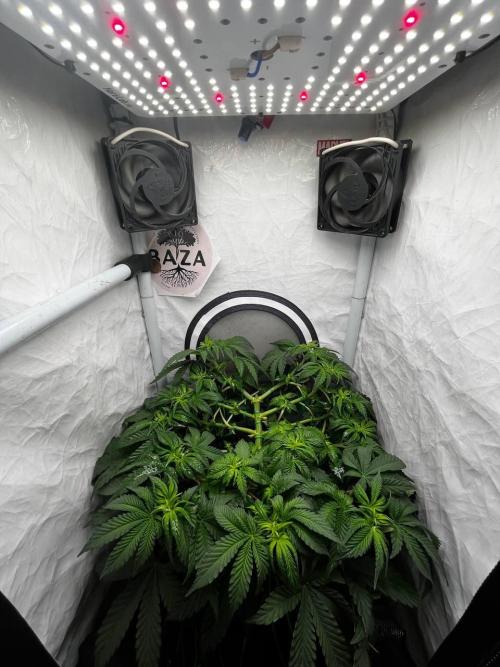 Репорт на Jam от UKHTA420. Week 5 - 35 дней от каски