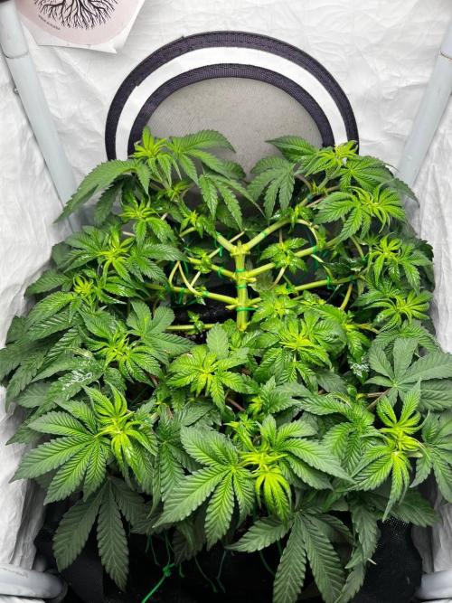 Репорт на Jam от UKHTA420. Week 5