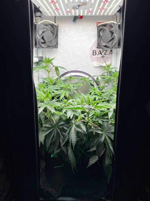 Репорт на Jam от UKHTA420. Week 6 - 42 дня от каски