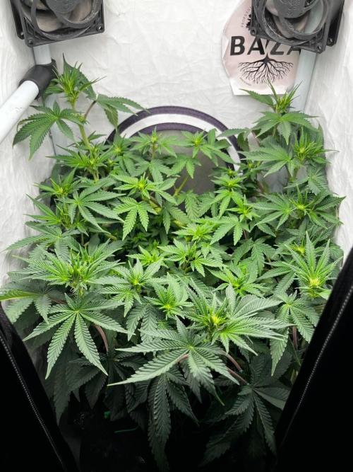 Репорт на Jam от UKHTA420. Week 6