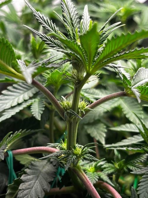 Репорт на Jam от UKHTA420. Week 6