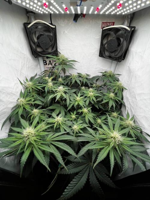 Репорт на Jam от UKHTA420. Week 7 - 49 дней от каски