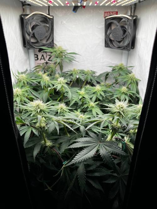 Репорт на Jam от UKHTA420. Week 7