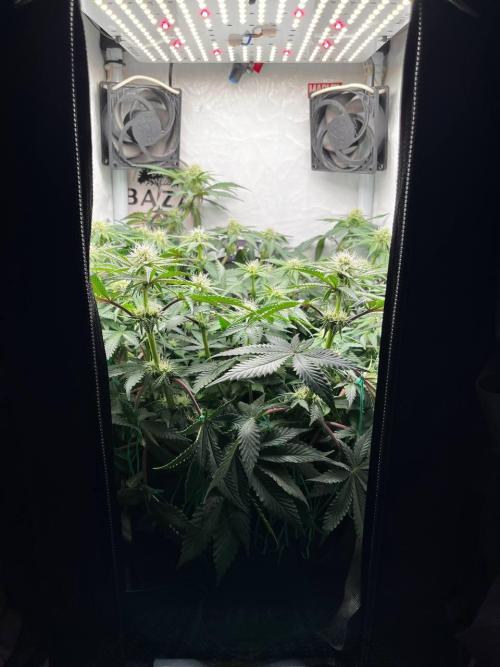 Репорт на Jam от UKHTA420. Week 7