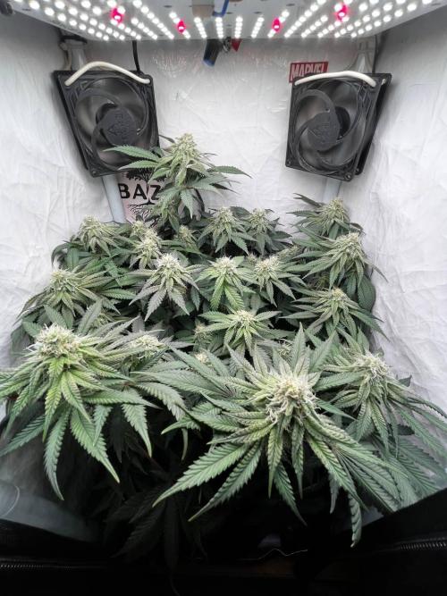 Репорт на Jam от UKHTA420. Week 8 - 57 дней от каски