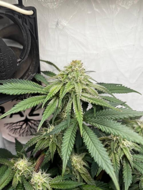 Репорт на Jam от UKHTA420. Week 8