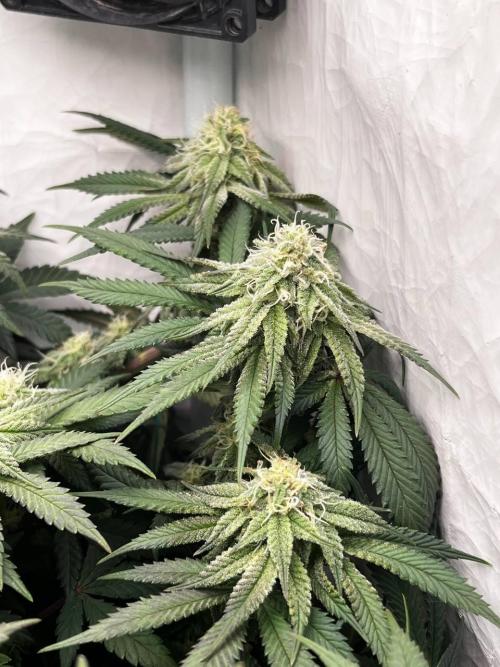 Репорт на Jam от UKHTA420. Week 8