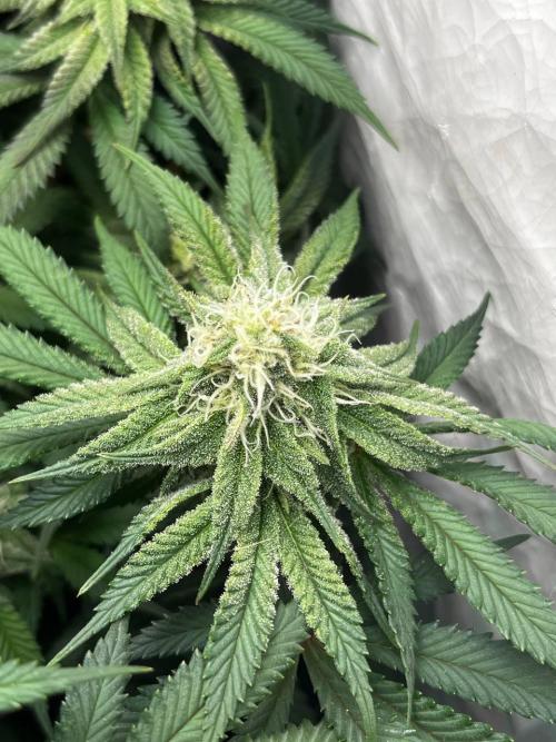 Репорт на Jam от UKHTA420. Week 8