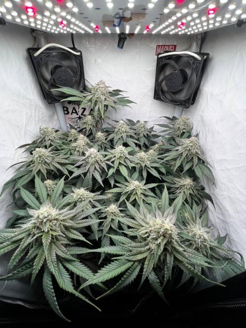 Репорт на Jam от UKHTA420. Week 9 - 63 дня от каски