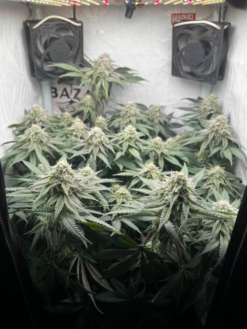 Репорт на Jam от UKHTA420. Week 9