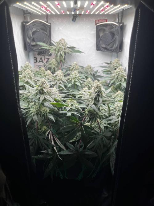 Репорт на Jam от UKHTA420. Week 9