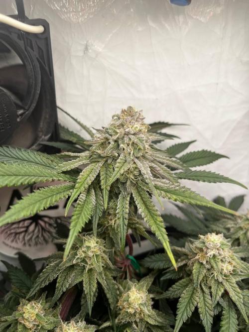 Репорт на Jam от UKHTA420. Week 9