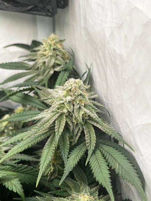 Репорт на Jam от UKHTA420. Week 9