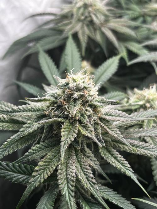 Репорт на Jam от UKHTA420. Week 9