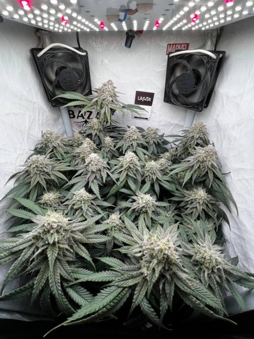 Репорт на Jam от UKHTA420. Week 10 - 70 дней от каски