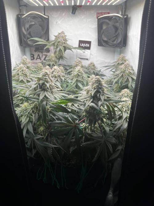 Репорт на Jam от UKHTA420. Week 10