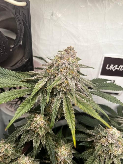 Репорт на Jam от UKHTA420. Week 10