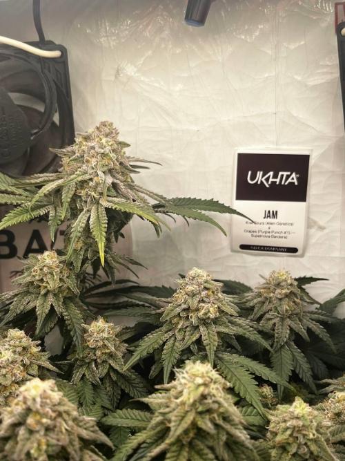 Репорт на Jam от UKHTA420. Week 10