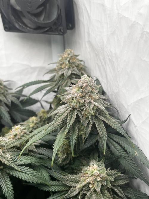 Репорт на Jam от UKHTA420. Week 10