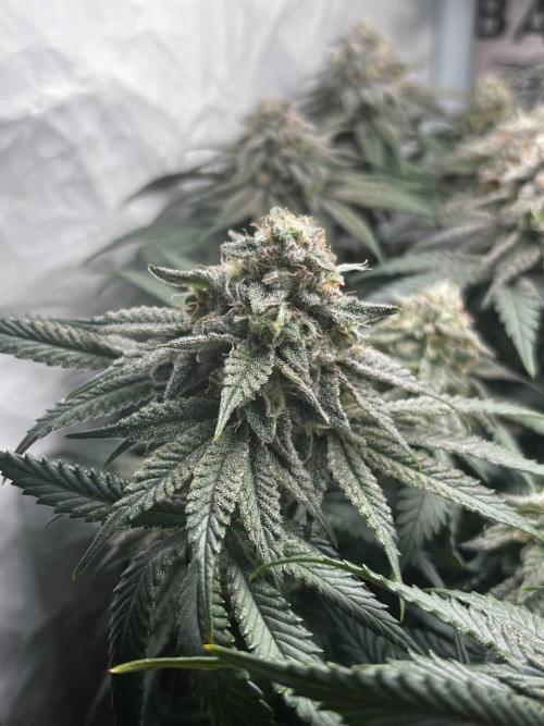 Репорт на Jam от UKHTA420. Week 10