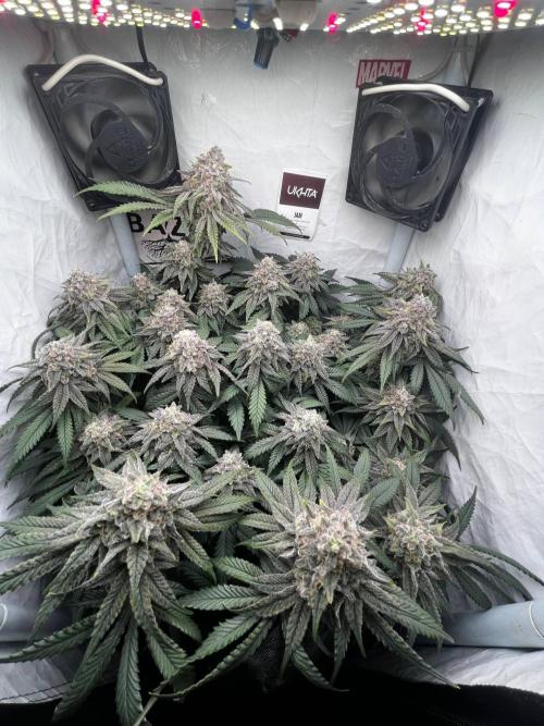 Репорт на Jam от UKHTA420. Week 11 - Jam 77 дней от каски