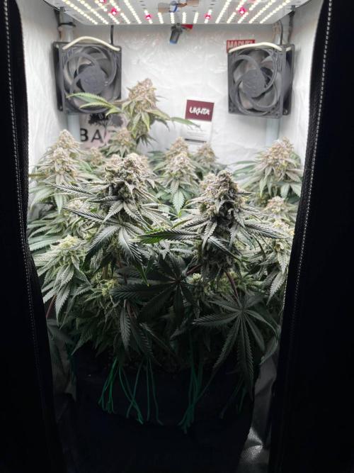 Репорт на Jam от UKHTA420. Week 11