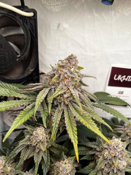 Репорт на Jam от UKHTA420. Week 11