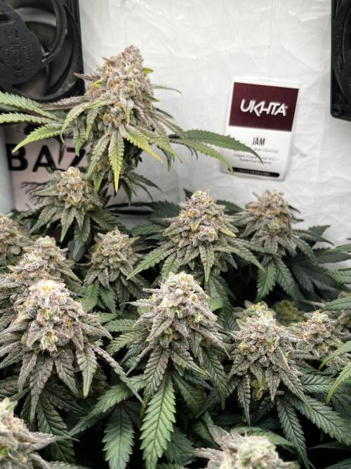 Репорт на Jam от UKHTA420. Week 11