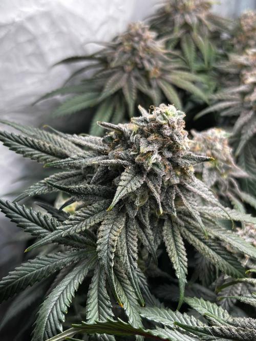 Репорт на Jam от UKHTA420. Week 11